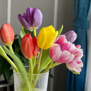 4颗郁金香自然球种球进口花卉四季 土水培耐寒种子风信子百合盆栽