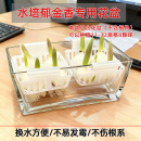 水培玻璃瓶郁金香新款 定植篮等水养花瓶绿萝植物花卉透明圆方器皿