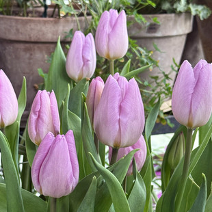 3颗郁金香自然球种球进口花卉四季 土水培耐寒种子风信子百合盆栽