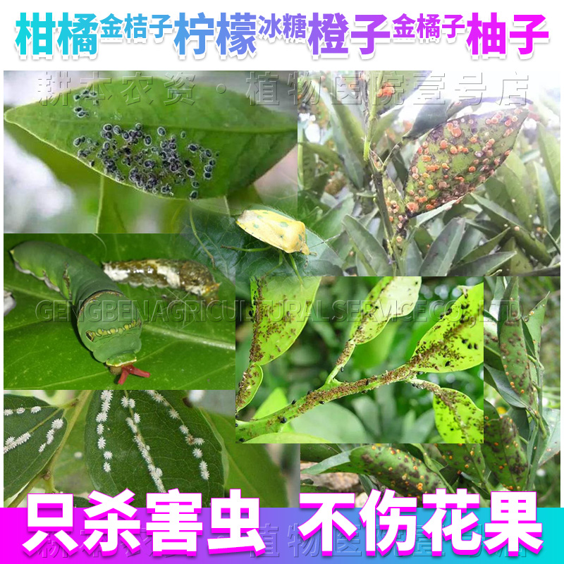 果树盆栽杀虫剂柑橘桔子柠檬橙子金橘子柚子专用灭除虫剂打杀虫药