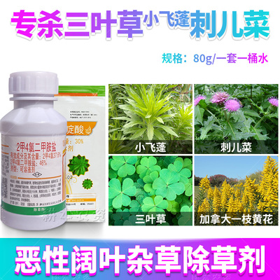小飞蓬刺儿菜苜蓿三叶草一枝花