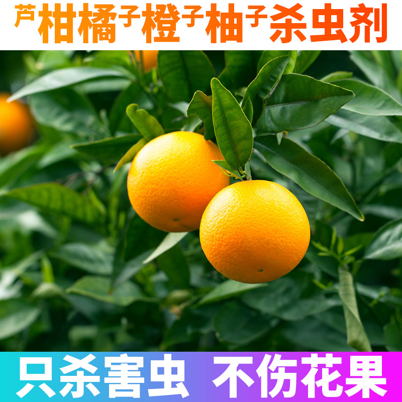 柠檬树桔子树柑橘树橘子树柚子树橙子蚧壳虫专用除杀虫剂打杀虫药