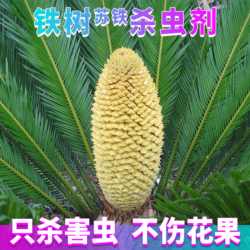 苏铁树介壳虫杀虫剂蚧壳虫小灰蝶多肉花卉室内绿植物专用打除虫药