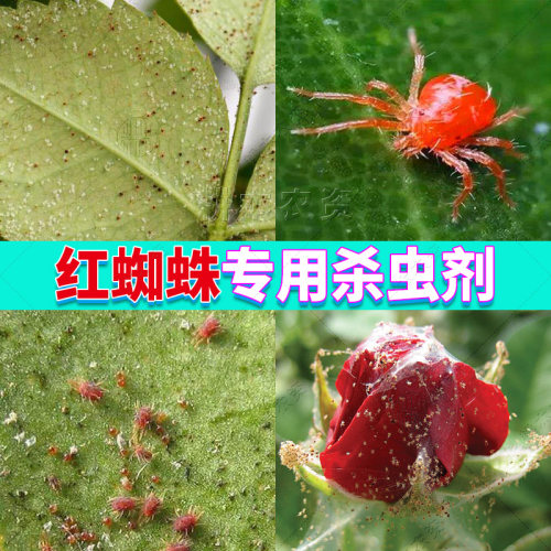 红蜘蛛专用杀虫剂二斑叶螨杀虫药