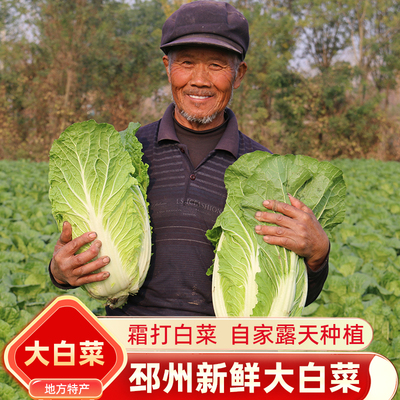 邳州新鲜白菜露天青菜