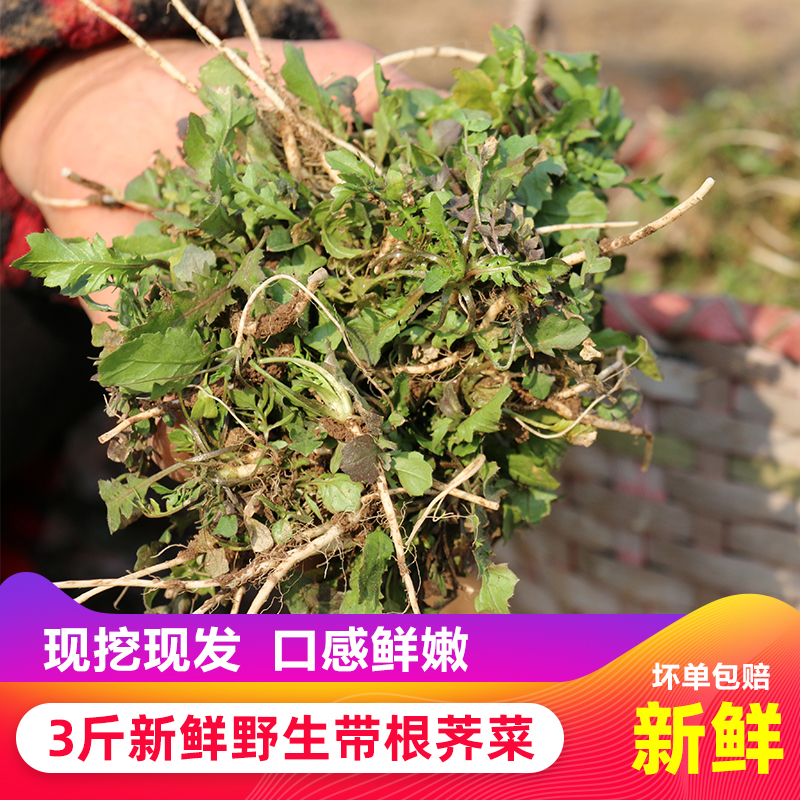 野生新鲜荠菜现挖发货