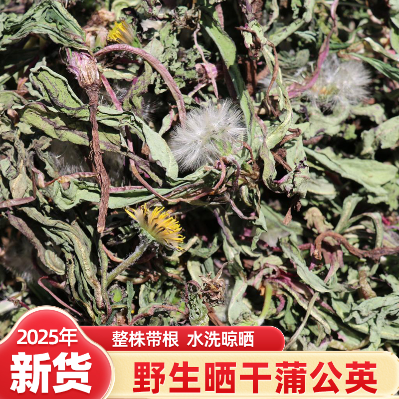 野生蒲公英邳州整棵婆婆丁