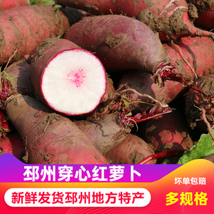 邳州新鲜穿心红萝卜现拔现发甜脆邳州农家紫皮水果萝卜徐州特产