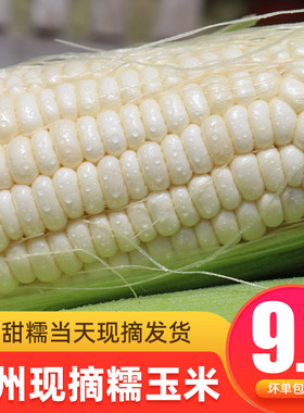 白糯玉米新鲜现摘口感甜糯