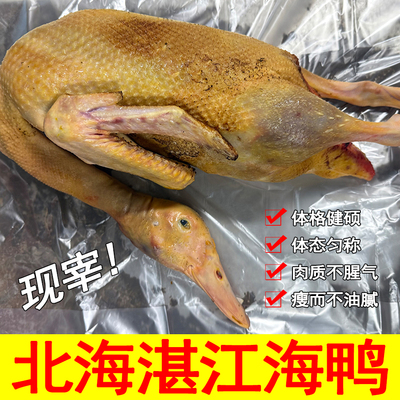 广西北海海鸭子新鲜现宰