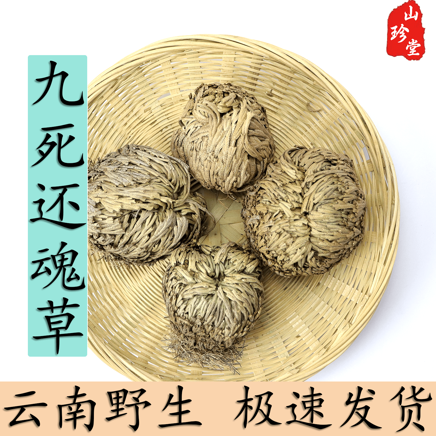 九死还魂草中药材卷柏还魂草不死草云南野生