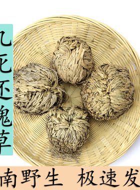 云南野生九死还魂草卷柏中药材