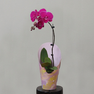 蝴蝶兰【火鹤】拍满5颗顺丰(偏远除外)高端蝴蝶兰