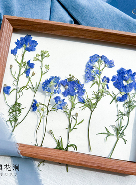 小飞燕侧押绝美蓝色大枝押花标本天然植物创意礼物装饰画相框花材
