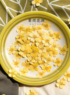 ins黄色毛茛花押花标本油画质感押花手工植物手账diy真花书签花材