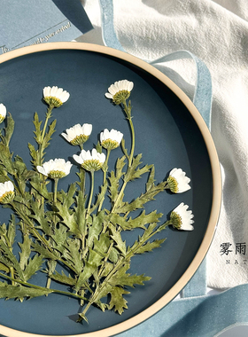 ins风干花婚礼请柬材料侧压晶菊带枝小雏菊干花手工幼儿园贴花画