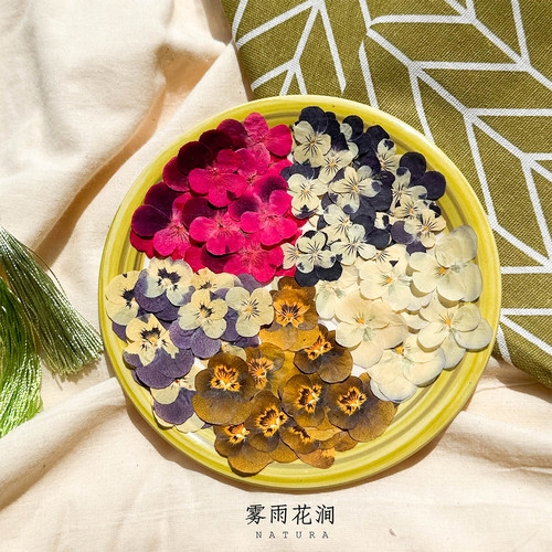 三色堇干花押花香堇植物标本