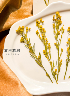 小蓬草押花滴胶diy手机壳干花手工团扇幼儿园材料包野草干花标本