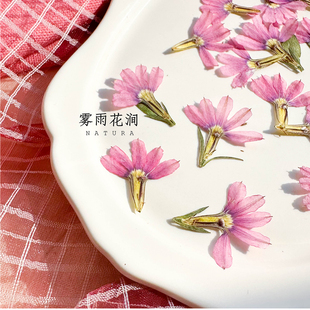 粉色半扇花草海桐押花干花标本滴胶手机壳押花冰箱贴植物标本手账