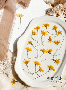 带枝黄金毛菊干花 押花植物标本画材料素材diy滴胶手机壳压花材料