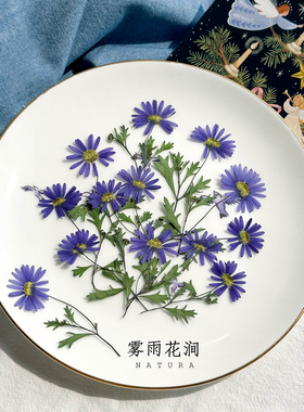 天然色出口好品质ins风蓝色马兰花干花押花植物标本diy滴胶手机壳