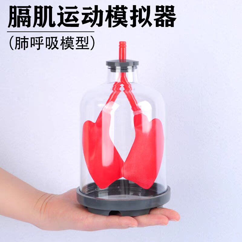 肺呼吸模型膈肌运动模拟演示器肺部工作原理大气压强生物教学教具