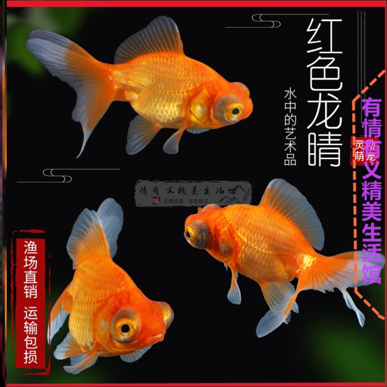 观赏鱼招财鱼不打氧气的鱼漂亮家养金鱼金鱼容易养耐