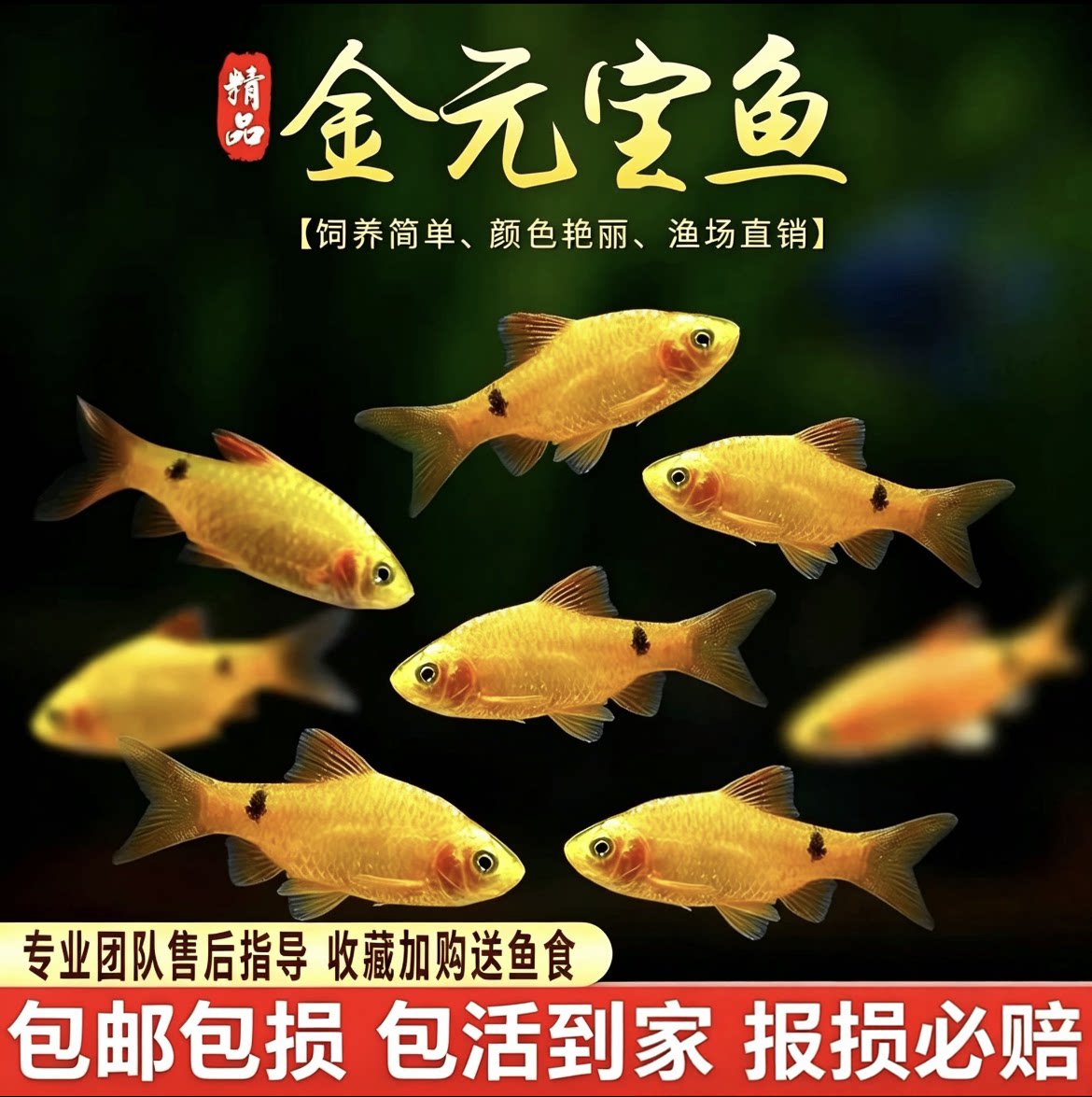 金元宝鱼冷水斑马耐寒观赏鱼溪流闯缸淡水新手鱼玫瑰鲫鱼活体包邮