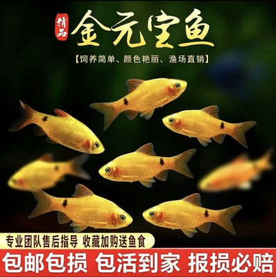 金元宝鱼冷水斑马耐寒观赏鱼溪流闯缸淡水新手鱼玫瑰鲫鱼活体包邮