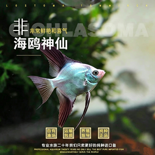 海鸥神仙鱼燕鱼超长鳍神仙鱼燕鱼淡水鱼小型鱼墨燕白神仙鱼热带鱼