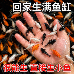 玛丽球鱼 玛丽鱼 胎生鱼 直接下小鱼 新手鱼 好养活 米奇孔雀包邮