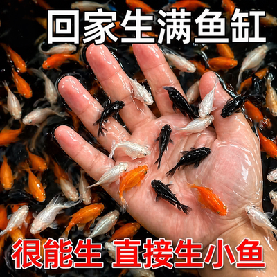 玛丽球鱼 玛丽鱼 胎生鱼 直接下小鱼 新手鱼 好养活 米奇孔雀包邮