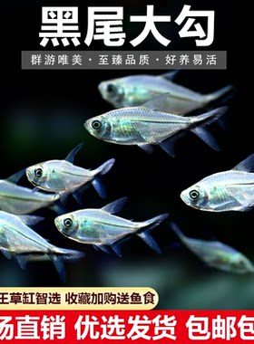 黑尾大勾扯旗黑尾旗热带鱼观赏鱼