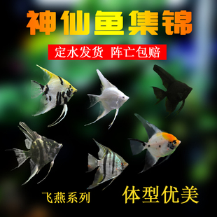 神仙鱼秘鲁燕子鱼热带鱼观赏鱼活体鱼三色神仙熊猫神仙鱼水族包邮