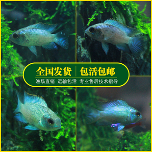 湛蓝宝石鱼翡翠凤凰鱼电光凤凰鱼南美慈鲷鱼热带鲷鱼活体鱼