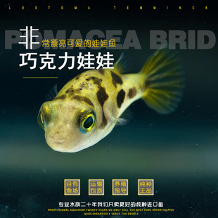 巧克力娃娃鱼小河豚鱼工具鱼除杂螺吃螺卵斑马狗头草缸水蜗牛热带