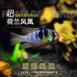 德系荷兰凤凰鱼热带观赏鱼长尾皮瓦斯波子短鲷阿凡达玻利维亚凤凰