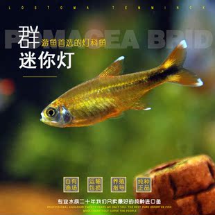 迷你灯鱼满天星热带观赏小型红绿灯草缸群游灯科鱼活体包邮观赏鱼