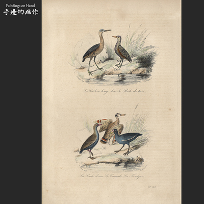 英国1841年古董手工上色雕版钢版田园装饰画/Buffon/秧鸡,黑水鸡