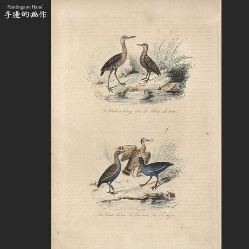 英国1841年古董手工上色雕版钢版田园装饰画/Buffon/秧鸡,黑水鸡