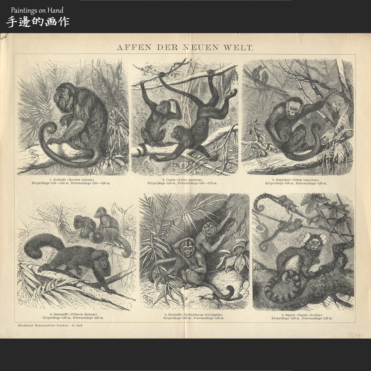 德国1894年原版木刻版画博物线条画老物件/布鲁克豪斯/动物猴子