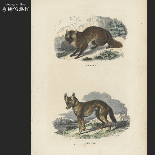 法国1873年古董手工上色木刻版画复古自然博物画/Buffon/狐狸豺狼
