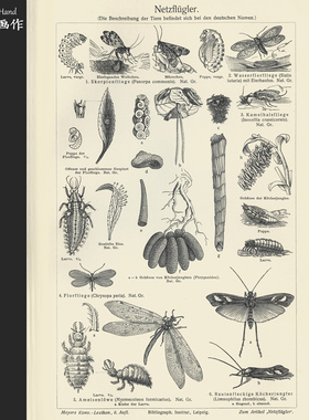 德国1897年古董木刻版画复古黑白画芯/迈尔斯/Netzflügler 昆虫