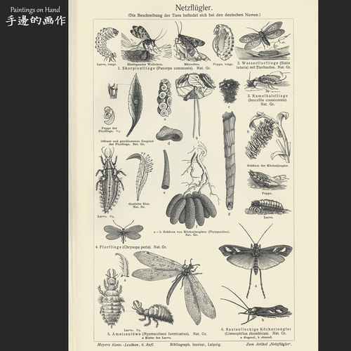 德国1897年古董木刻版画复古黑白画芯/迈尔斯/Netzflügler 昆虫