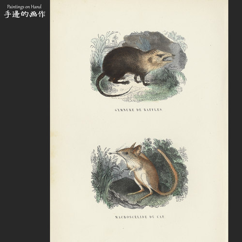 法国1873年古董手工上色木刻版画博物装饰画/Buffon/毛猬长嘴麝鼠