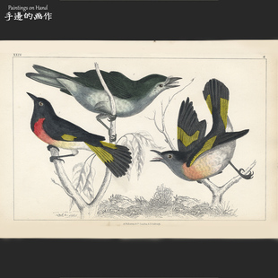 英国1851年古董手工上色雕版钢版画老物件/地球自然史/鸟类 鸣禽