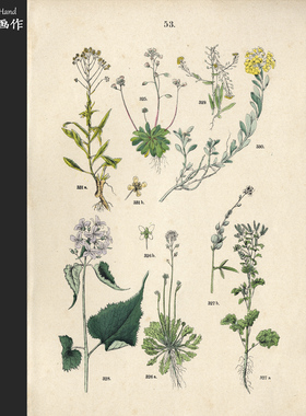 德国1881年古董手工上色平印版画植物图鉴收藏/C.Hoffmann/花卉53