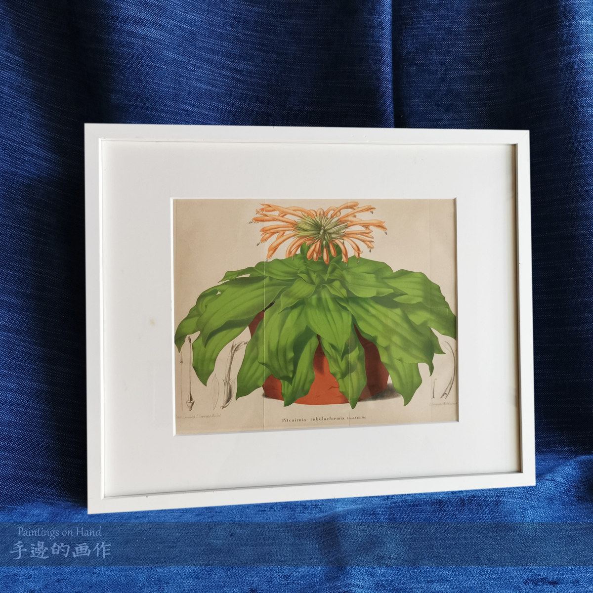 英国1860年代古董套色石印版画收藏 珍稀框画 植物花卉 香龙血树