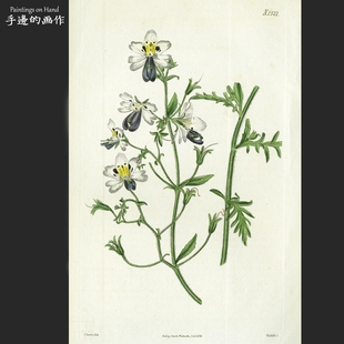 英国1824年手工上色原版雕刻铜版画艺术花卉老物件/柯蒂斯/蛾蝶花