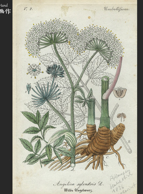 德国18436年古董手工上色雕刻凹版铜版画收藏老物/植物志/前胡属